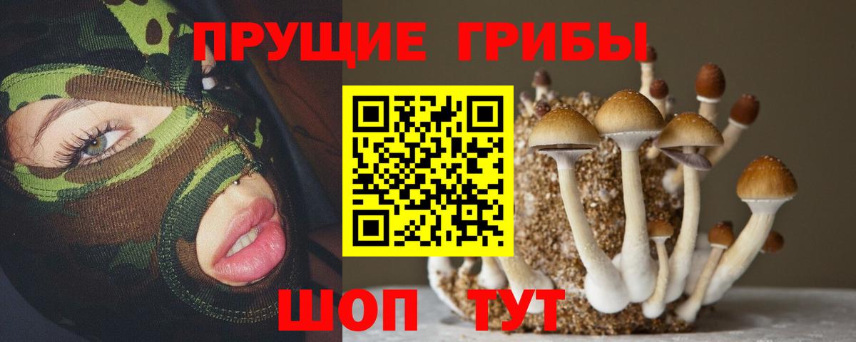 Псилоцибиновые грибы Psilocybe Усть-Илимск